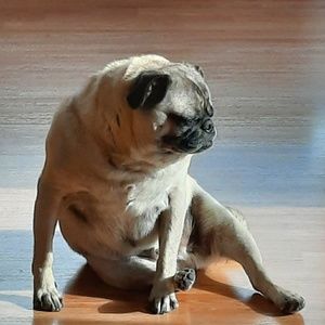 Meet your Posher, Ricsha